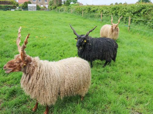 three sheep standing in a field of grass at Otters Holt in Darlington