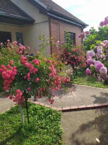a group of pink flowers in front of a house at Apartment Ljupka in Pančevo