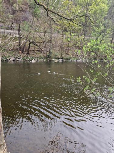 a river with ducks swimming in the water at Ferienhaus Reschwitzer Auszeit in Saalfeld