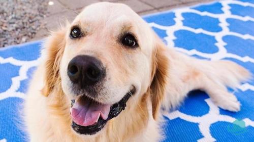 um cão deitado num tapete azul e branco em Treasure Island em Swansea