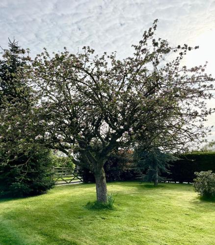 Κήπος έξω από το Orchard Hideaway, Bielby, York