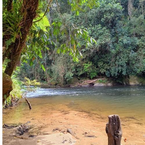 a river in the middle of a jungle at Pousada Bosque do Visconde in Visconde De Maua