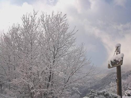 a sign with snow on it next to a tree at Oyamanoyado Michitsuji in Otoyocho