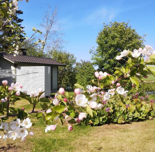 カラヨキにあるIdyllinen mökki ja pihasauna jokirannassa - sisältää liinavaatteet ja loppusiivouksenの庭のピンクと白の花列
