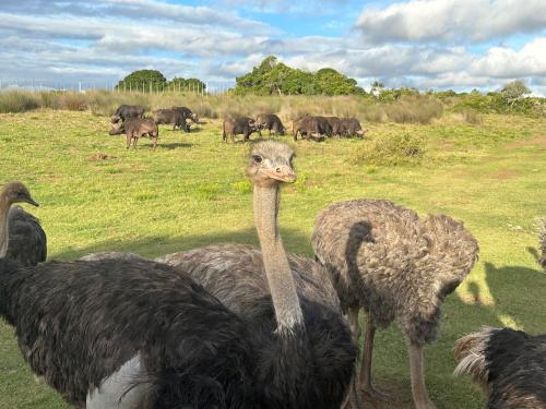 a group of ostriches standing in a field with animals at Ostrich cottage at Les Wings private game farm in Jongensfontein
