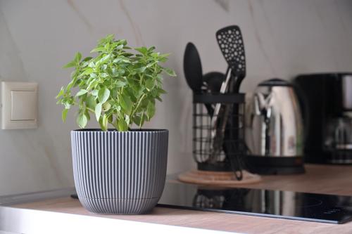 Gallery image of Liofytaki Central Studios Malia 2 in Malia