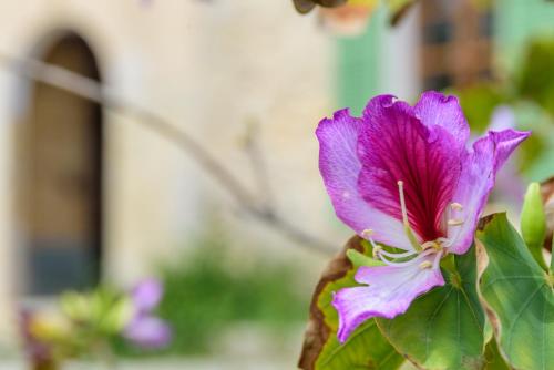 a purple flower in a pot with green leaves at Agroturisme Subies in Selva