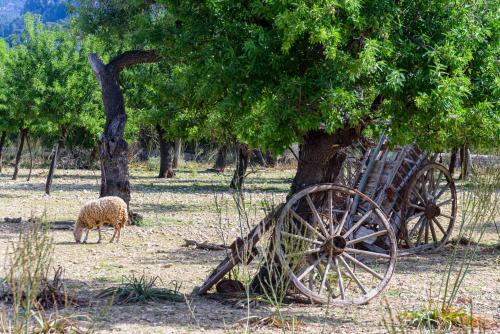a sheep is standing next to an old wagon under a tree at Agroturisme Subies in Selva