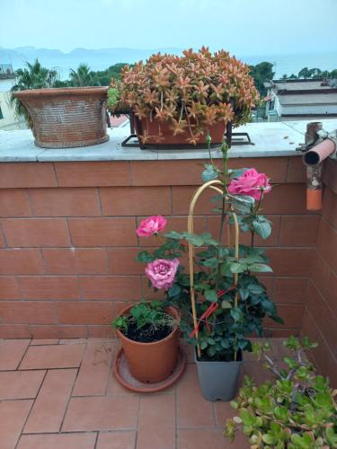 two potted plants and flowers on a ledge at Vient e mare (Sea wind) in Torre Annunziata