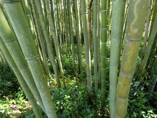 a group of bamboo poles in a garden at Lady Sposino in Spinelli