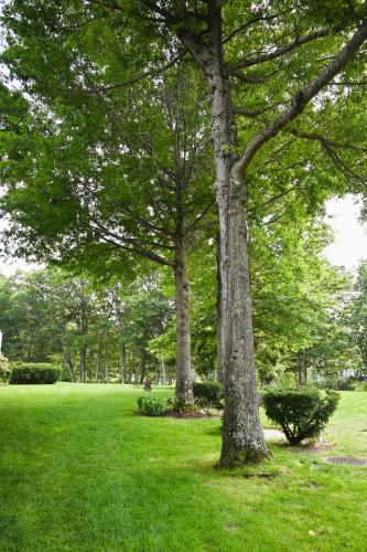 two trees in a park with green grass at The Lodge at Jackson Village in Jackson
