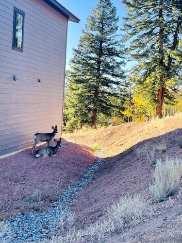 Φωτογραφία από το άλμπουμ του Mountain and Pond View, HotTub, Stars, Kid and Dog Friendly σε Florissant
