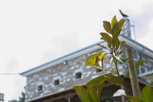 a plant with a building in the background at Pacithea Villas in Miléai