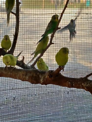 a group of birds perched on a tree branch at Alloggio agrituristico Zambon in Vedelago