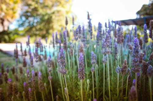Un jardín fuera de Hotel Hoja de Parra