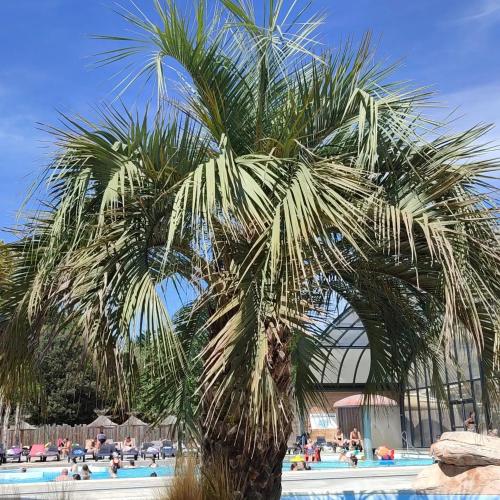 un palmier en face d'une piscine dans l'établissement MH LA PINEDE, aux Mathes
