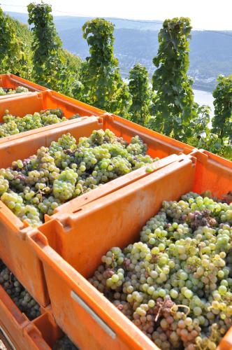 three orange bins full of grapes on a hill at Weinhotel Landsknecht in Sankt Goar