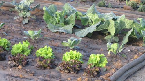 a garden with green plants in the dirt at Entre Vinhas & Mar in Óbidos