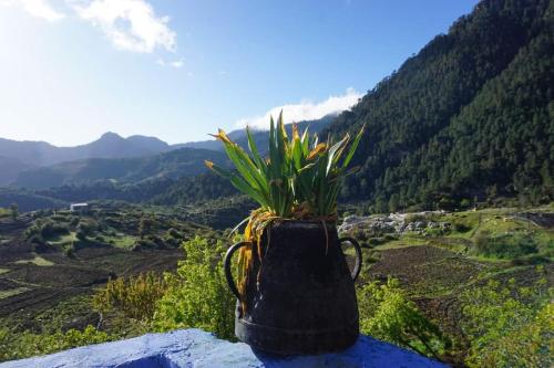 eine Pflanze in einer Tasche, die auf einem Berg liegt in der Unterkunft Gîte de montagne Azilane in Izilane