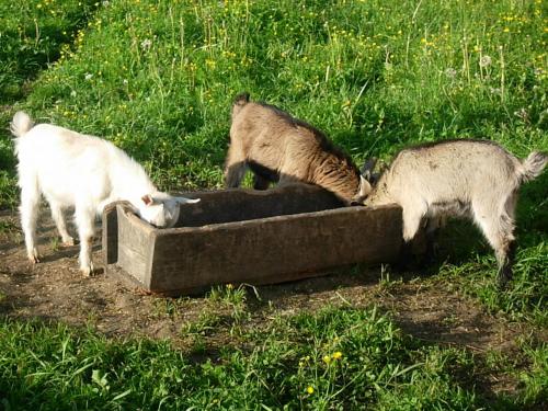 three cats drinking out of a concrete box at Apartment Krobath in Murau