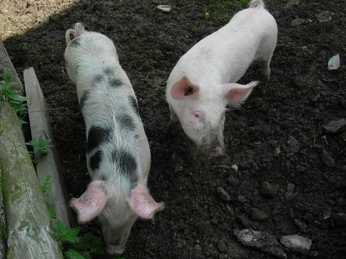 two white pigs are standing in the dirt at Apartment Krobath in Murau