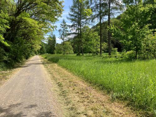 a dirt road through a field with trees at MemoriaMarci - Free Bikes, Danube Band & Pilis in Pilismarót