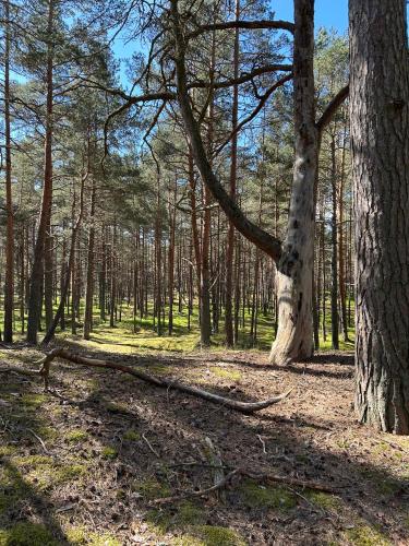 a wooded area with trees and a dirt trail at Apartment near the seaside in Jūrmala