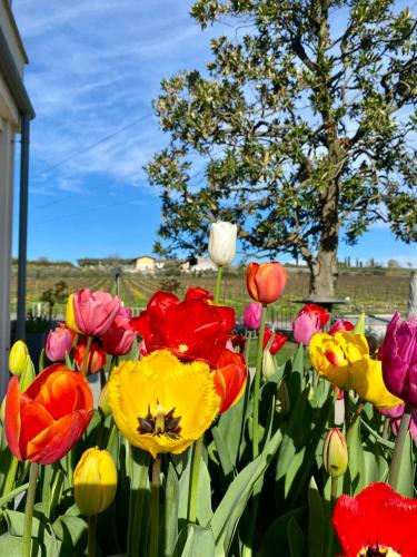 a bunch of colorful flowers in a garden at ROSETO HOLIDAYS AZZURRO in Cavalcaselle