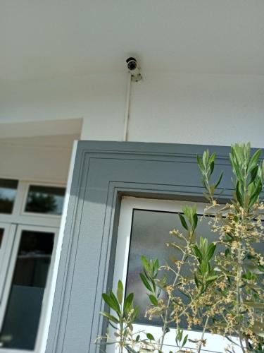 a plant in front of a door with a window at Vila Centar in Trebinje