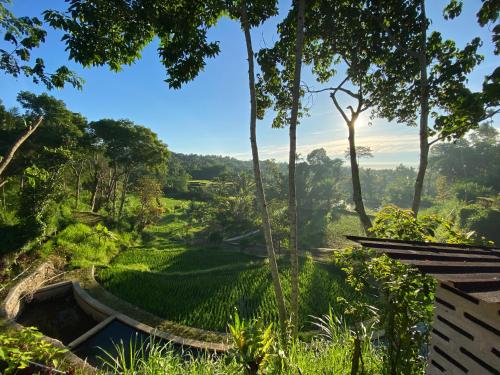 a view of a tea plantation in the forest at The Alam Bungalow & Restaurant in Tetebatu