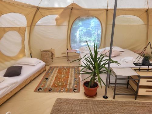a tent with two beds and a table and a plant at Rock Oak Imotski 1 in Imotski