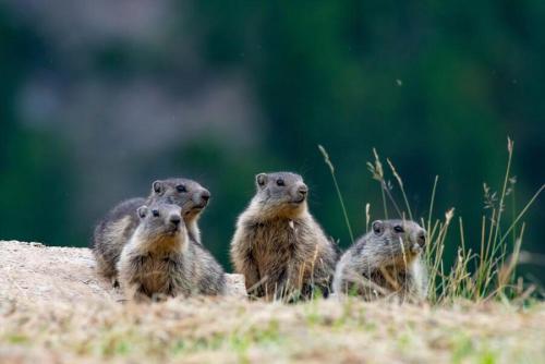 a group of meerkats sitting on top of a hill at Meije - 3 Belles chambres - Calme - Wifi - Vue in Le Bourg-dʼOisans