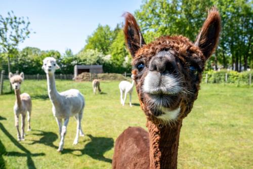 a close up of a llama in a field at Hoeve den Akker - luxueuze vakantiewoningen met privétuinen en alpaca's nabij Brugge, Damme, Knokke, Sluis en Cadzand in Damme