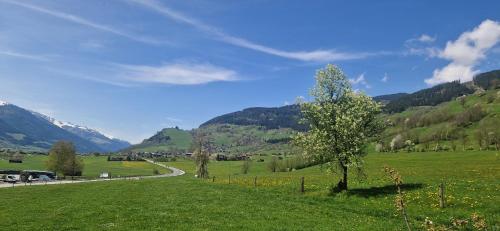 a green field with a tree and a road at Appartement Fiffinjo in Piesendorf