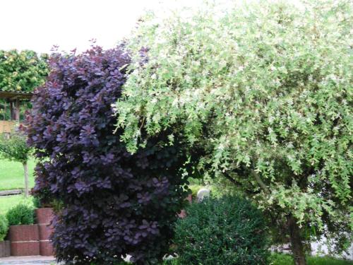 a bush with purple and white flowers in a garden at Pension Waldblick in Grillenberg
