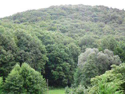 a forest of trees in front of a mountain at Pension Waldblick in Grillenberg