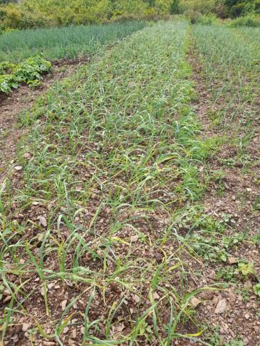 a field full of green plants on the ground at Camping Lisna in Vau i Dejës