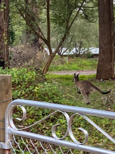 a kangaroo walking in the grass next to a fence at Serenity House Pemberton Cottage & Wellness Spa in Pemberton