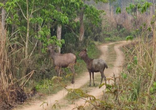 ゲストハウスの敷地内または近くにいる動物