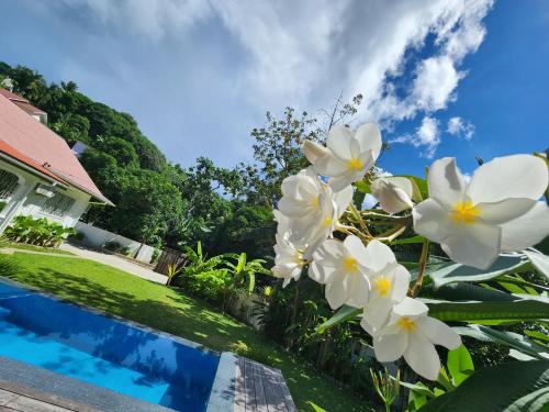 a group of white flowers next to a swimming pool at Kaz Memel in Beau Vallon
