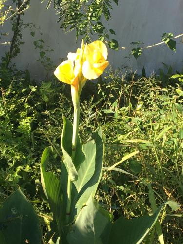 a yellow flower is growing in the grass at Pousada Villa Bella in Palmeiras