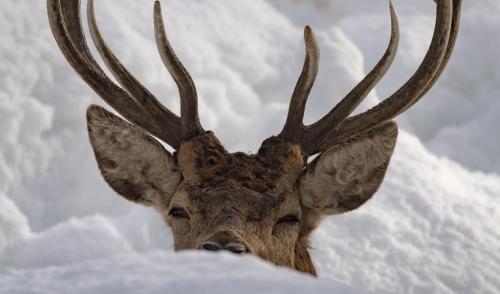 a reindeer with large antlers in the snow at Zoo des Marécottes Boutique Hôtel in Les Marécottes
