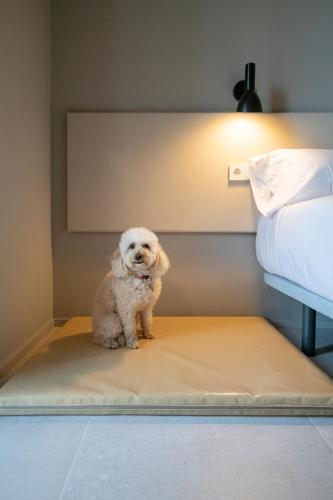 a small white dog sitting on a bed at APARTAMENTS LA CARPA in Banyoles