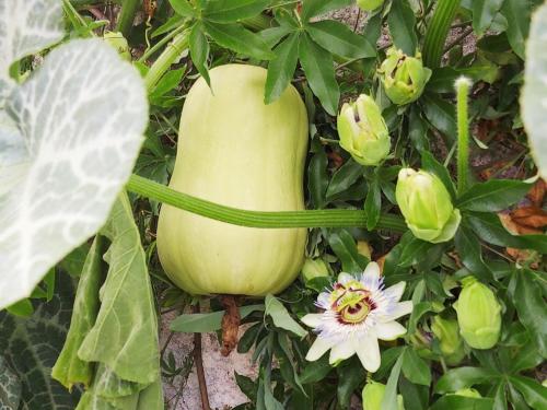 a green vegetable sitting on the ground next to a flower at 4-Zi-WG Casa Sogno - Valle mit Kamin. Alleinlage im Rebberg! in Agarone