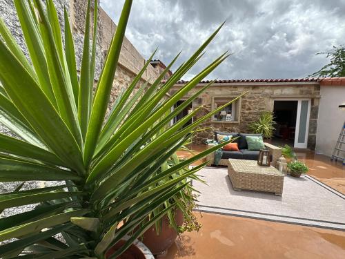 a large green plant in front of a house at Tibo - Casal do Conde in Caldas de Reis
