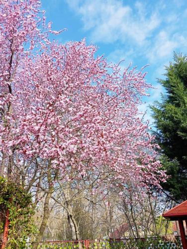 a tree with pink flowers on it in a park at Nóra Vendégház in Abádszalók