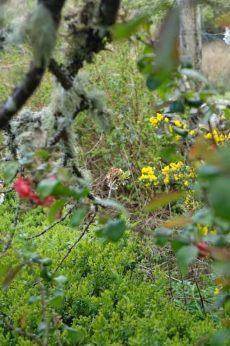 a garden with yellow and red flowers in the grass at Stylish Scottish Manor, Coillemore House in Kyle of Lochalsh