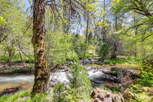 a creek in the middle of a forest at On-Site River Access Quiet Home in Wilseyville! in Wilseyville