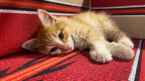 un gato anaranjado sobre una alfombra roja en Dana luxury huts en Ḑānā