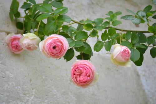 a bunch of pink and white roses on a wall at La Maison du Potager de Mazières in Sainte-Solange